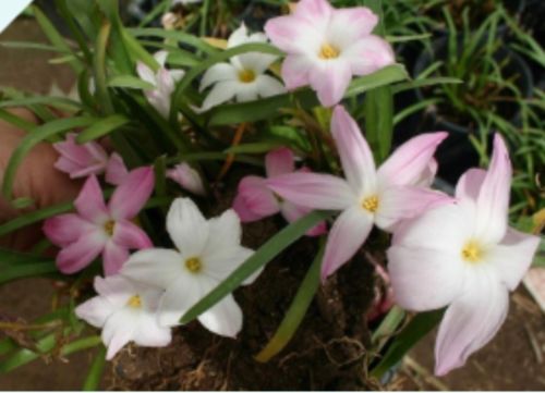 2 Rain Lily Bulbs Zephyranthes  Labuffarosa 'Summer Ice', Magic Lily Flower Size
