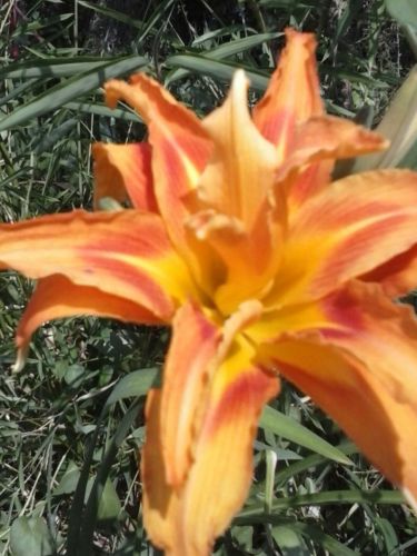 Fall sale! Orange old fashioned day  lily blubs some are double!