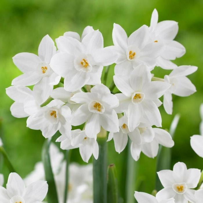Paperwhite Ziva Bulbs (4 Bulbs) Indoor/Outdoor. Fragrant. Great for gifting
