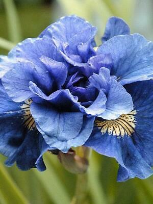 Concord Crush Siberian Iris Root, Cute Flowers for Spectacular Blooms....Store