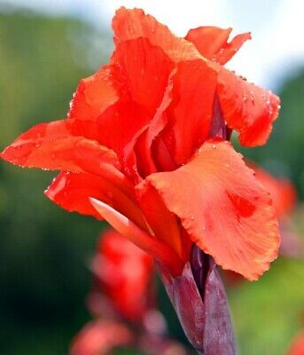 President Dwarf Canna Lily, Beautiful Green Foilage (1) New Flower Rhizome Store
