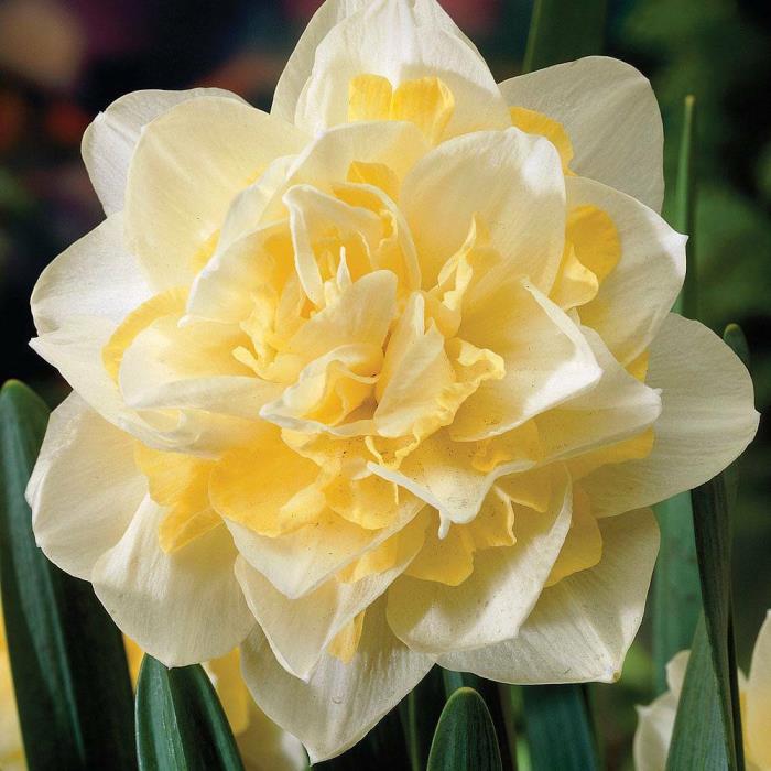 6 Double Daffodil White Lionxl Bulbs Double white with yellow hearts Perennial