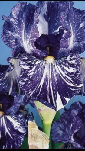Tall Bearded Iris.  One Rhizome (40)total u  will get 4 of each kind u see here