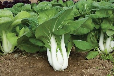 USA SELLER F1 Hybrid Joi Choi 25-200 seeds ORGANIC