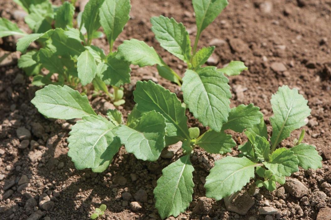 USA SELLER Wasabi Arugula 250-2000 seeds ORGANIC