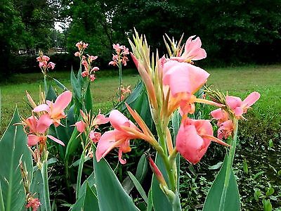 6  Mix Peach Canalily Bulbs Canas 5 ft.Flower Attracts Hummingbirds Butterflies!