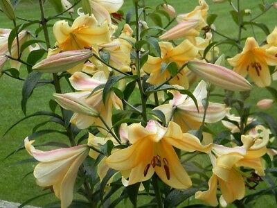 Orania Giant Lily, Beautiful New Flower Bulb Ready to Ship, Perennial