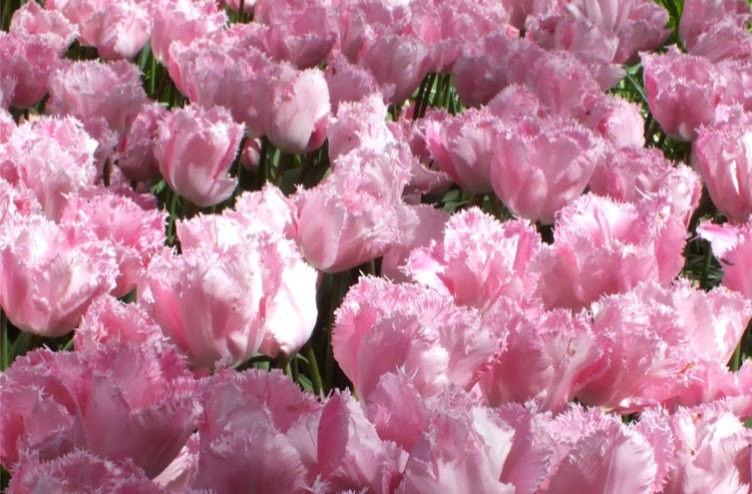 SIX Lovely Pink Santander Tulip Bulbs Unique!