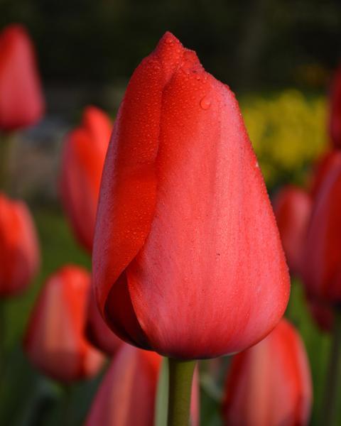 SIX Red Chief Tulip Bulbs SEE