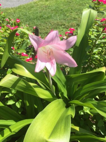 crinum lily bulbs pink 2-4 inch 2for$8 20 Available
