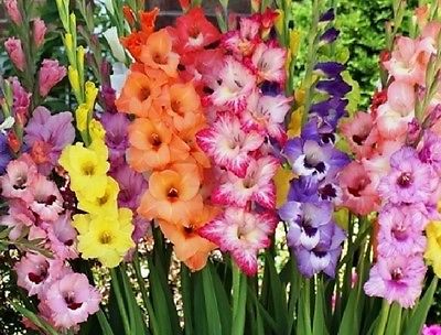 (10) Perennials Gladiolus Bulbs Spectacular Pastel Mix New Flower Ready