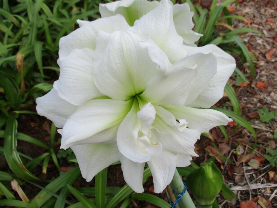 One Amaryllis off set bulb from Marilyn Hippeastrum lily flower 6-12 cm.