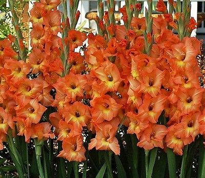 (5) Perennials Gladiolus Bulbs Olympic Flame Flower New Flower Ready
