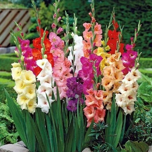 Gladiolus Flower Bulbs- Mix Colors (Pack of 8 Bulbs) Zone: 3-10