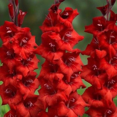(10) Perennials Gladiolus Bulbs Apache Red Flowering New Flower Bulbs