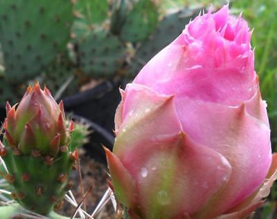 Winter Hardy Opuntia Prickly Pear Cactus Large Pink Buds & Blossoms!!!