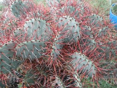 Winter Hardy Opuntia Prickly Pear Cactus Pink Orange Flower's Ornamental Spines!