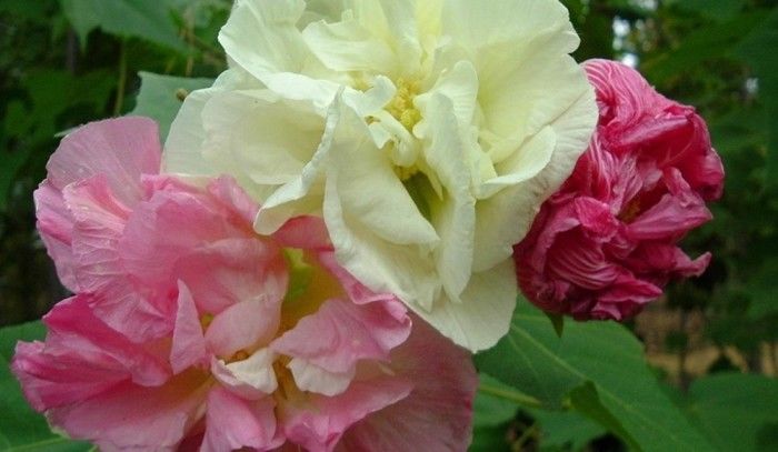Double Confederate Rose Seed - Heirloom Perennial Hibiscus Seeds (0.5gr - 100gr)
