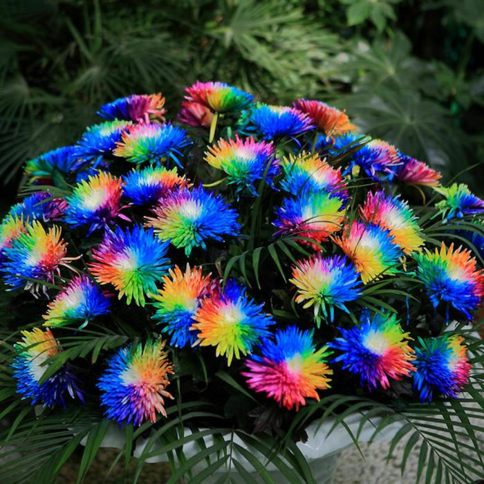 1Pcs/Bag Rainbow Chrysanthemum Flower Seeds Daisy Rare Home Yard Garden Plants