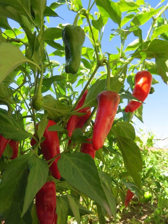 Chimayo Native Chile -  the standard for New Mexican chile