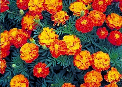 Mixed Marigold Seeds, Sparky Mix, French Marigolds, Bulk Seeds, Heirloom 500ct