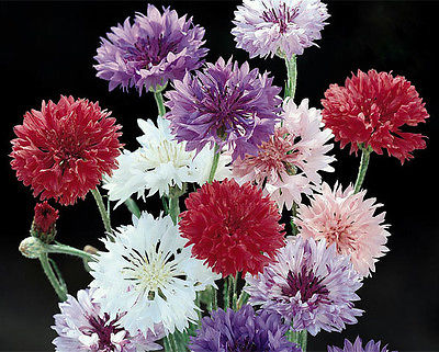 Mixed Bachelor Button Seeds, Mixed Tall Cornflower Seeds, Heirloom Seeds, 75ct