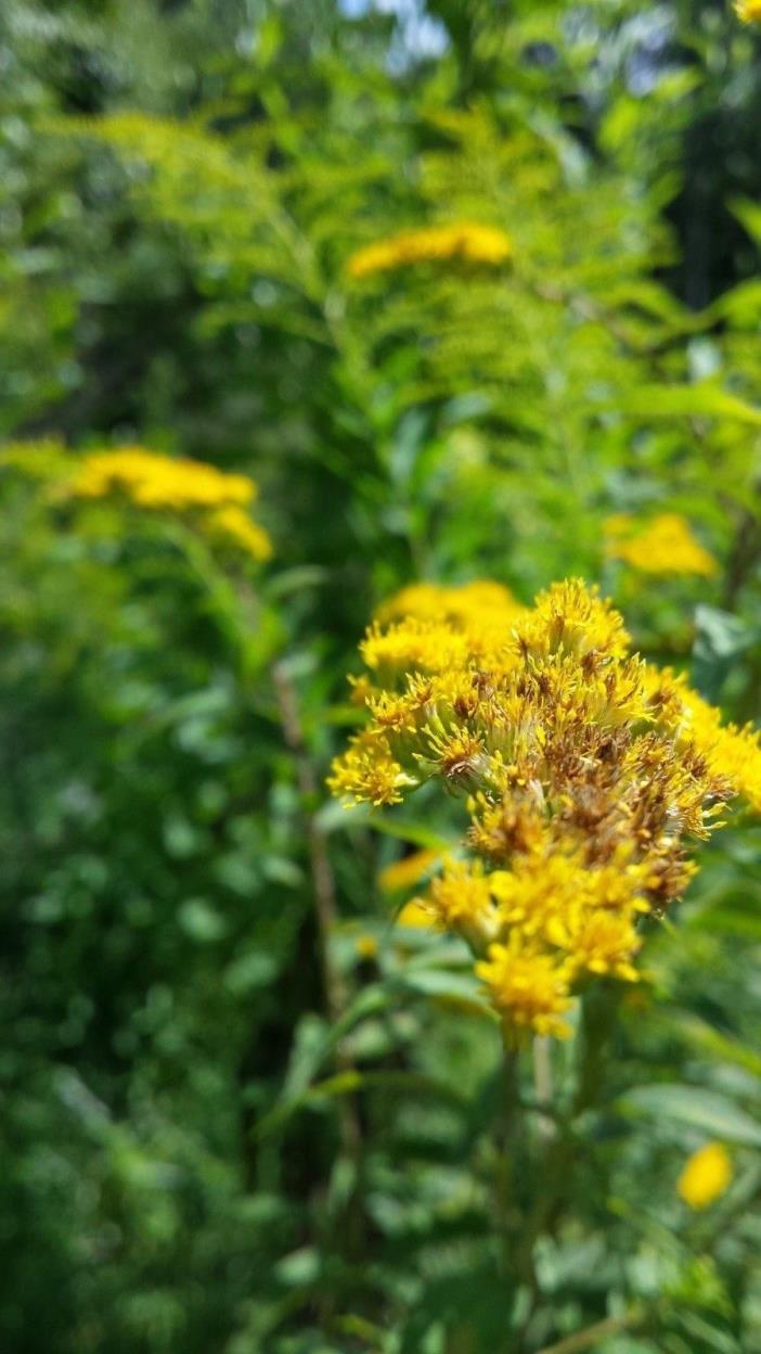 Goldenrod (Solidago canadensis)~Beyond Organic~400 seeds~Collected October 2018~
