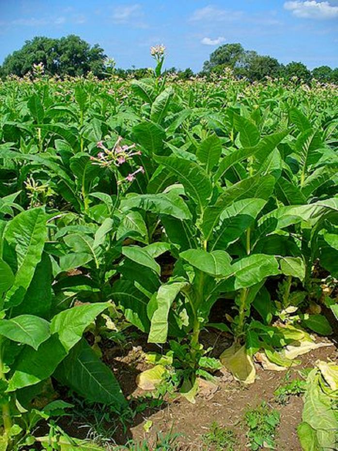 100 Nature's pest control Virginia Tobacco Seeds Organic Indiana 10yr 2018 Amish