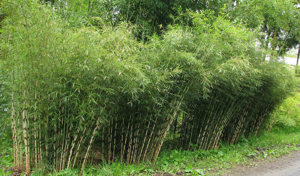 Umbrella Bamboo - Fargesia Spathacea Franch - Rare 100+ Fresh seeds US SELLER