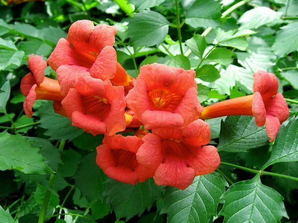 20 seeds Orange Hummingbird Trumpet vine Campsis Radicans perennial +gift