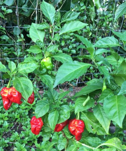 100 Carolina Reaper Pepper Seeds