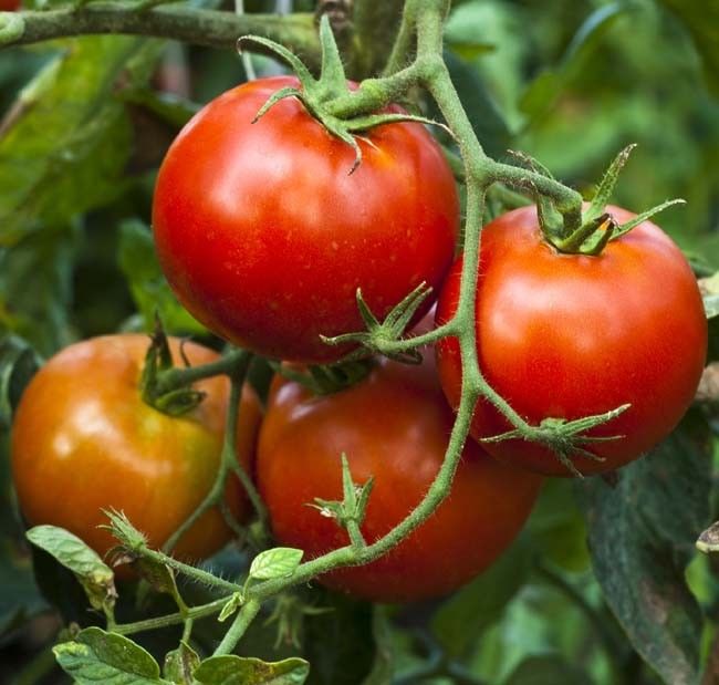 Organic Tomato Stupice, 25 seeds