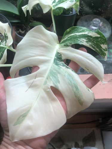 Monstera deliciosa VARIEGATA -  Rare White Leaves Established!