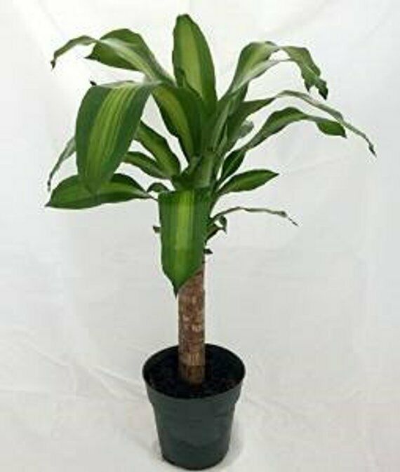 Creme & Green Corn Plant - Dracaena - 6