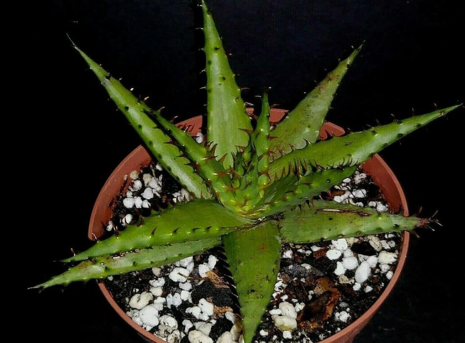 Aloe broomii var. tarkaensis  rare exotic succulent