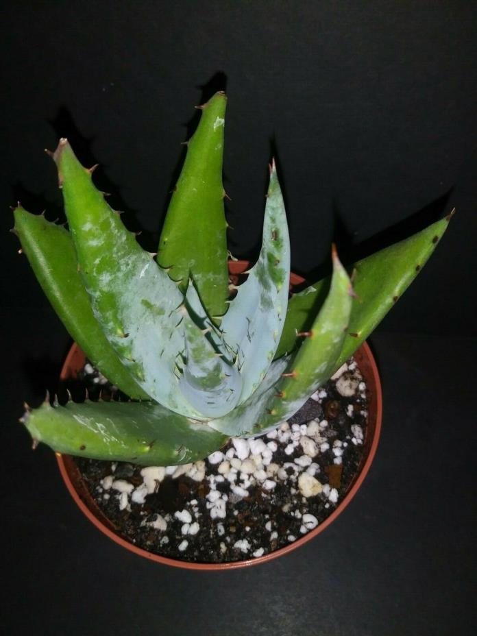 Aloe peglerae   rare exotic succulent