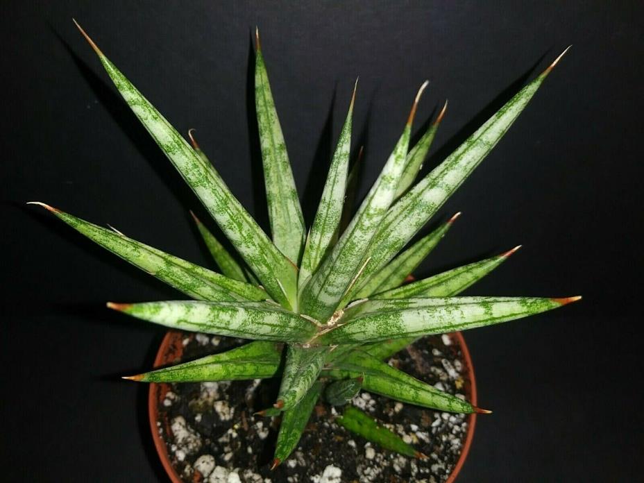 Sansevieria Francisii