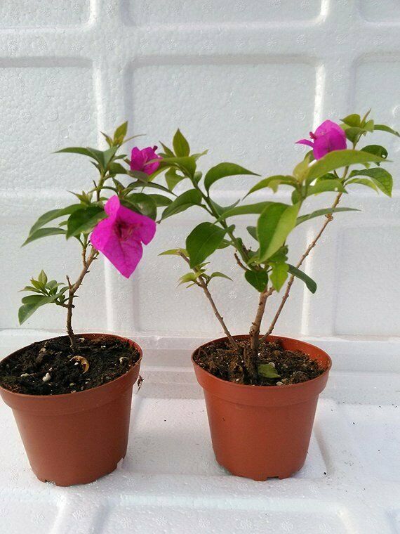 Two Royal Purple Bougainvillea Plant - Indoors/Out or Bonsai (Free Shipping)