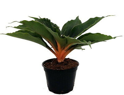 Orange Mandarin Spider Plant - Chlorophytum - Easy to Grow - 6