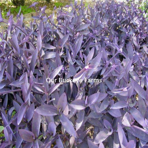 7 Cuttings Purple Heart Wandering Jew - Tradescantia Pallida Purpurea Plant