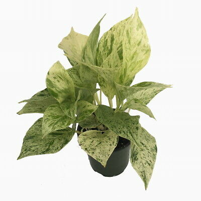 Marble Queen Devil's Ivy - Pothos - Epipremnum - 4