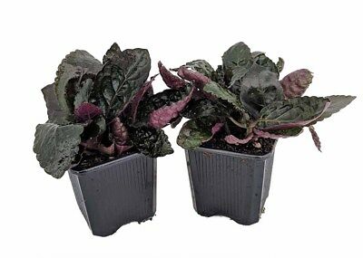 Maroon Moon Waffle Plant - Hemigraphis - 2 Pack 3