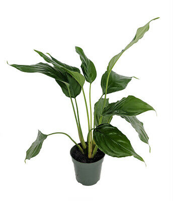 Emerald Green Chinese Evergreen Plant - Aglaonema simplex - Low Light - 4