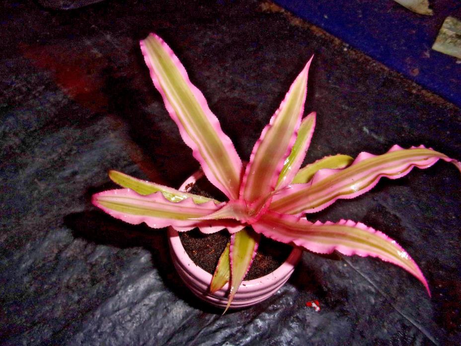 Bromeliad Cryptanthus PINK STARLIGH  IN 3 INCH PINK CERAMIC POT-   houseplant