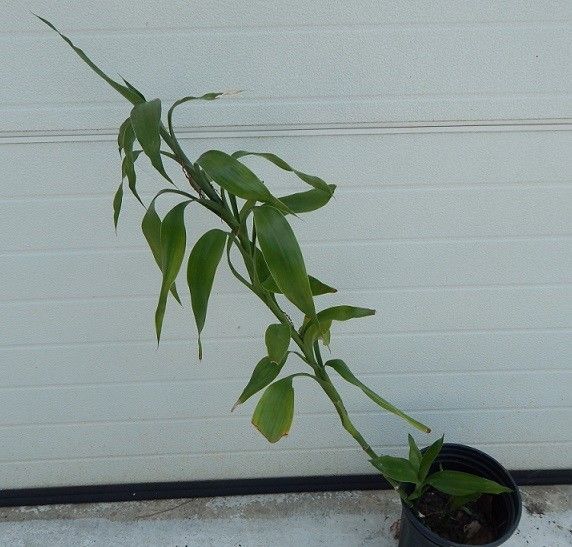 lucky bamboo plant Draceana sanderiana