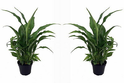 Peace Lily Plant - Spathyphyllium - Great House Plant - 2 Plants 3