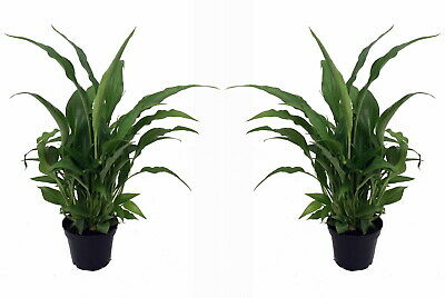 Peace Lily Plant - Spathyphyllium - Great House Plant - 2 Plants 3