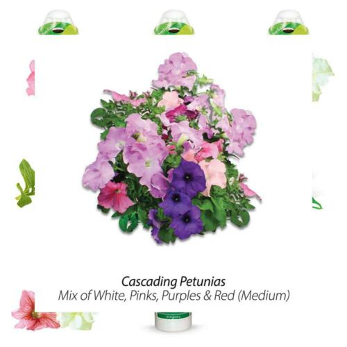 AeroGarden Cascading Petunia Seed Pod Kit (7-Pod)