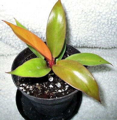 Philodendron Prince of Orange - Rooted Plant House Plant