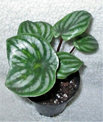 PEPEROMIA Watermelon- - Live Plant - Rooted- 3